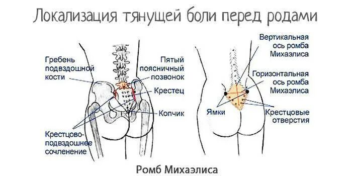 Крестцово поясничный отдел кобчик. Болит крестец и отдает в правую ногу. Расположение седалищного нерва. Подвздошный нерв симптомы. Локализация боли в спине.