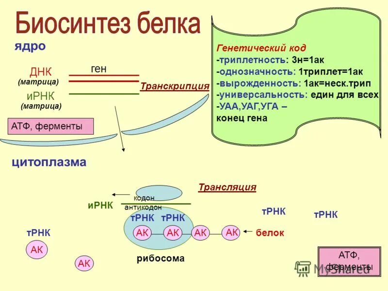 Схема этапы синтеза белка биохимия.