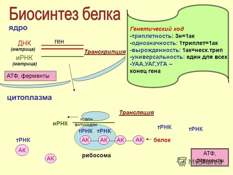 Транскрипция атф