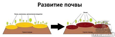 В почве развиваются