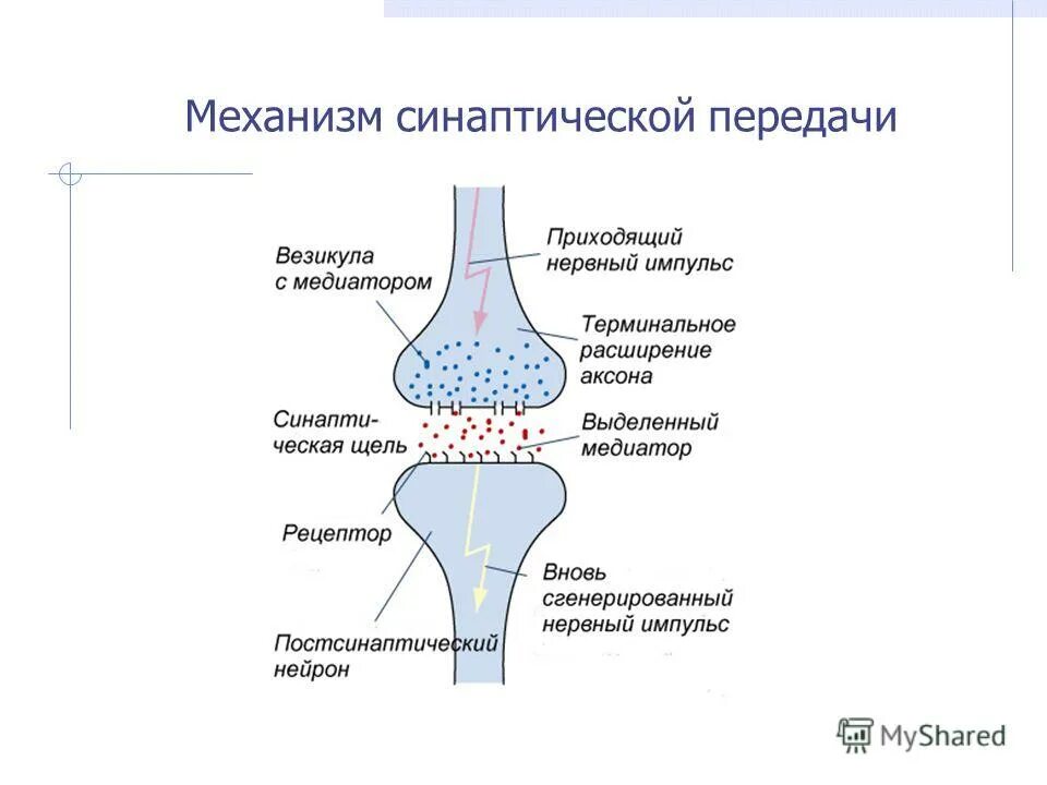 Механизм нервного импульса. Установите соответствие между пример деятельности функция. Установите соответствие между отдельной функцией нейрона. Передача нервного импульса. Установите соответствие между функцией нейрона и его видом.