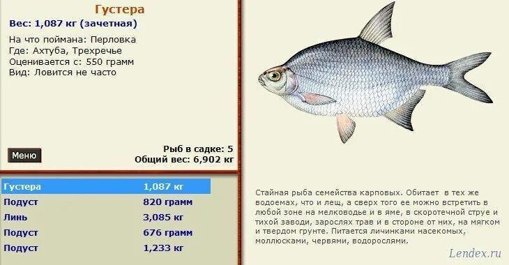 Большая рыба состав. Густера. густера рыба. густера виды рыб. густера вес.