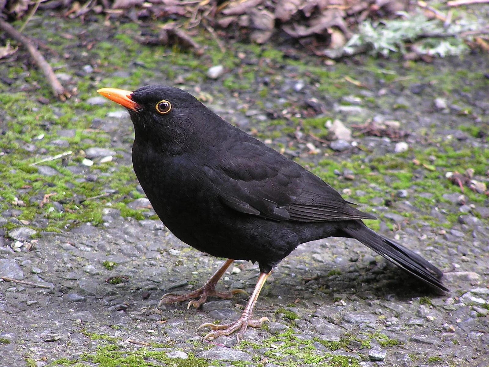 The Nature of Framingham: Those Cute Western Blackbirds カ ラ ス, 動 物, 動 物 か わ い い