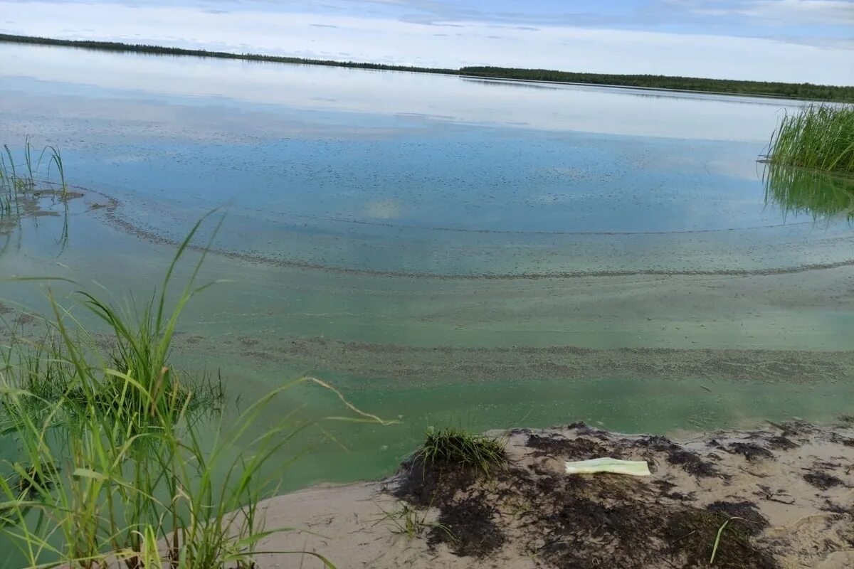 Озеро Ханто Ноябрьск. Цветение водоемов. Синее озеро. Вода озеро.