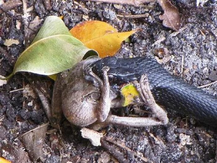 Змея съевшая лягушку. Жаба и гадюка. Гадюка и лягушка. Змея заглатывает лягушку.