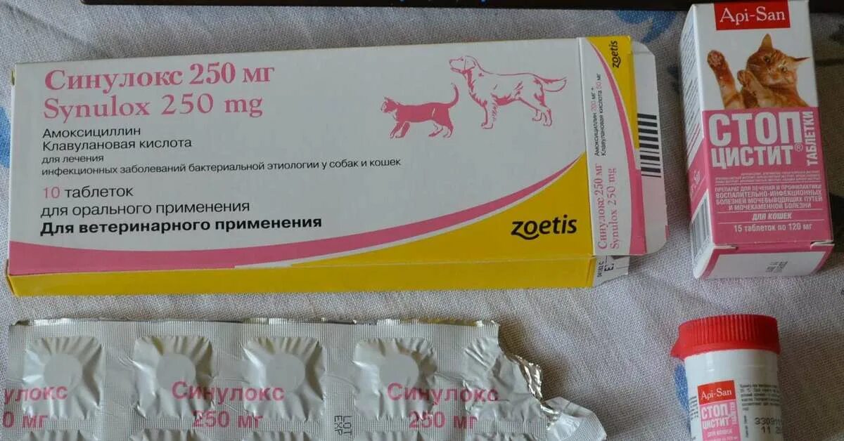 Можно ли собаке дать обезболивающее