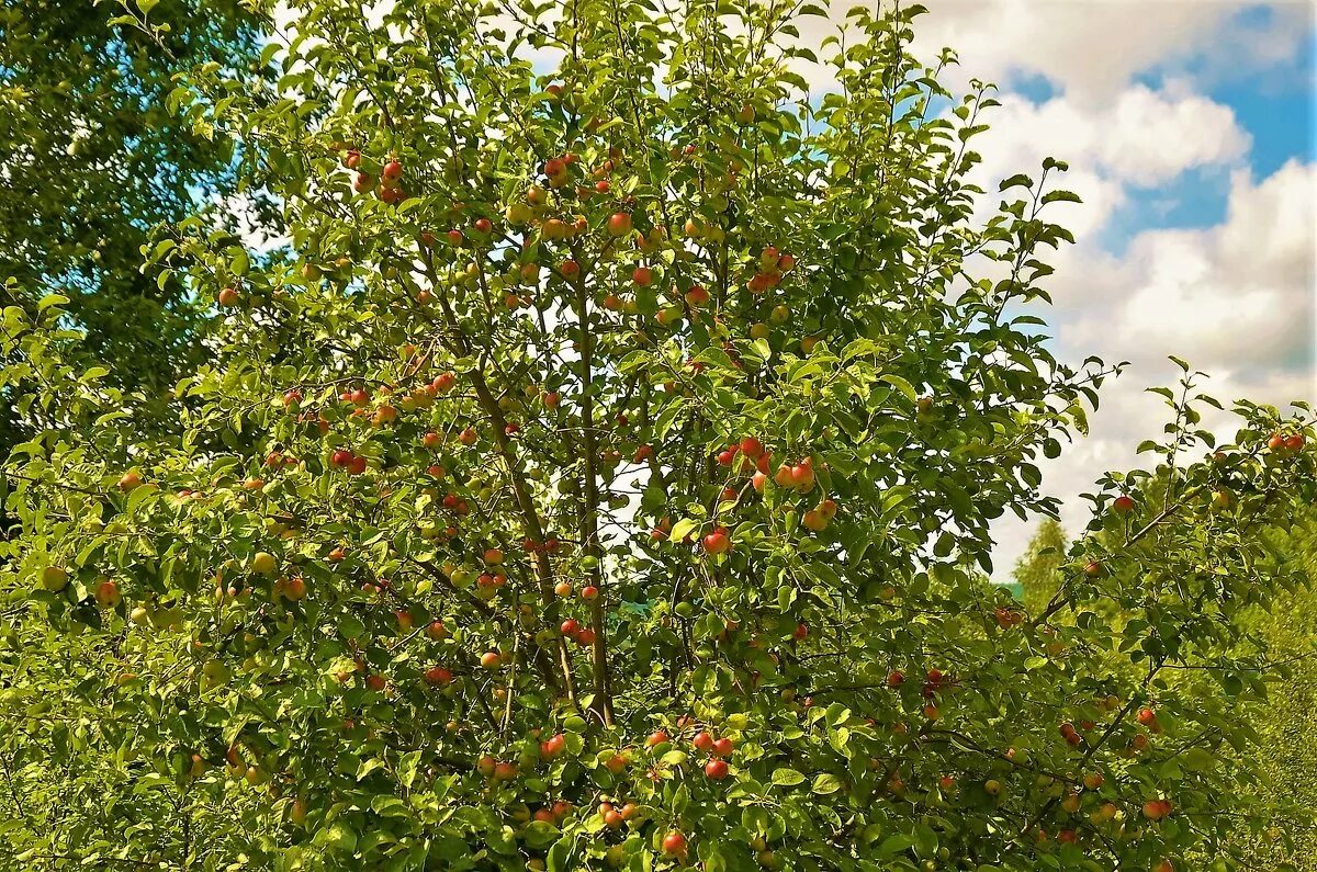 Яблоня Лесная (дичок). Яблоня Лесная Malus Sylvestris. Яблоня Лесная (Дикая) (Malus Sylvestris). Яблоня дичка.