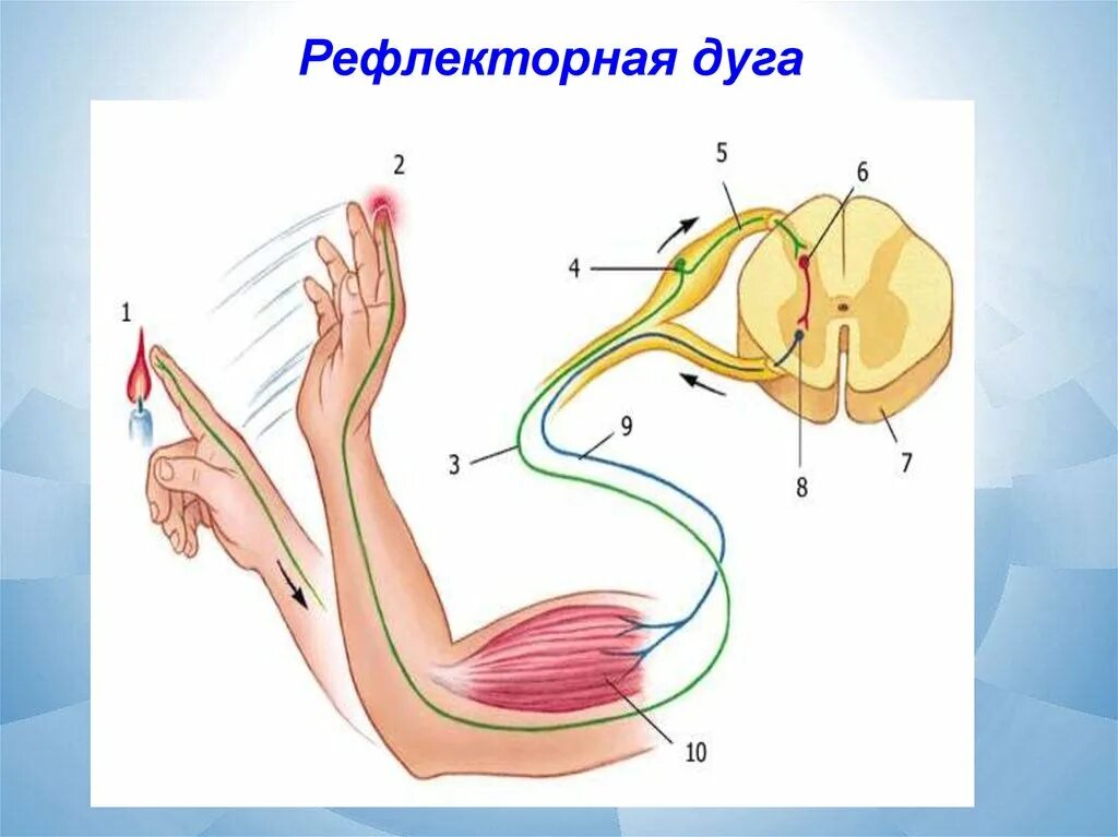 Рефлекс схема рефлекторной дуги. Схема простейшего рефлекторной дуги. Схема строения простой рефлекторной дуги. Строение рефлекторной дуги схема.