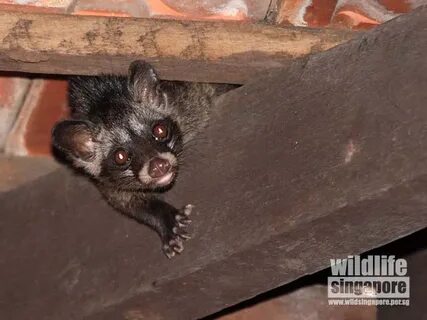 Brother musang