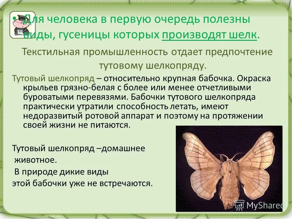 Тутовый шелкопряд бабочка. Шелкопряд отряд насекомых. Тутовый шелкопряд чешуекрылые. Тутовый шелкопряд отряд насекомых.