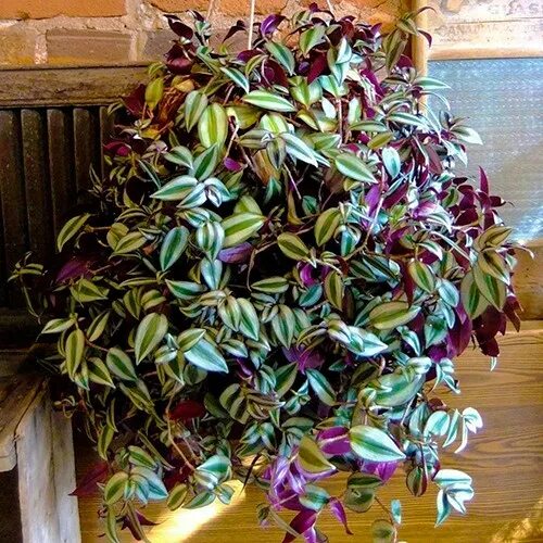 Сорта традесканции фото и названия комнатные Tradescantia spathacea "Tricolor" House plant care, Perfect plants, Propagating