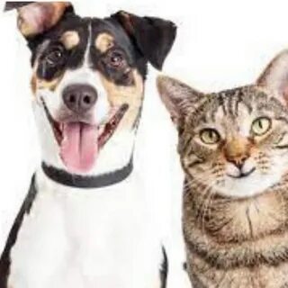 A dog and cat местоимение