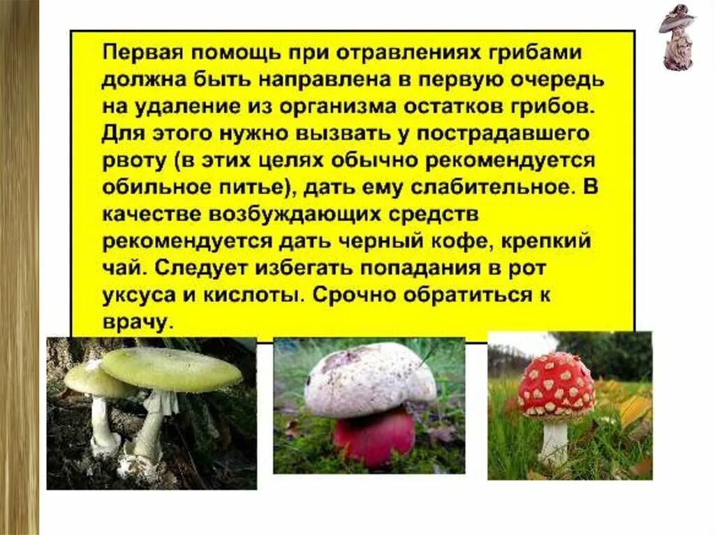 Разнообразие грибов в природе. Биология тема грибы. Грибы многообразие грибов. Презентация на тему "разнообразие грибов".