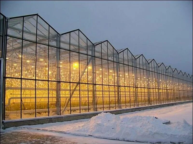 Теплицы елец. Тепличный комплекс елец. Елицкик ткплицы. Теплицы елец. Луховицкие овощи тепличный комбинат.