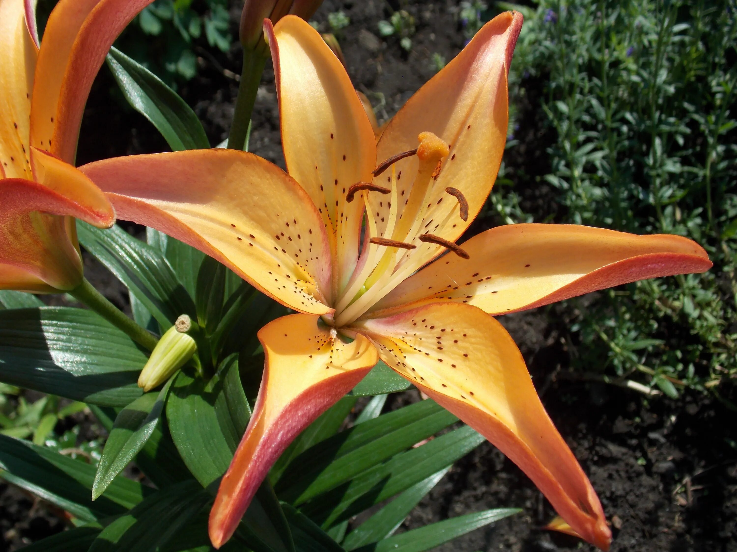 Plant Asiatic lilies now - D and M Garden Centre