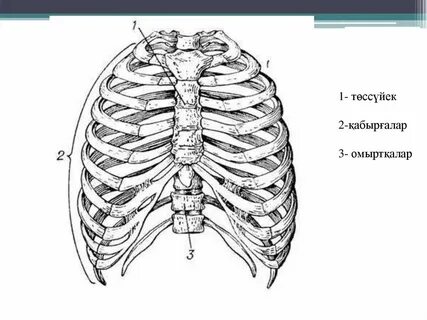Ханшайым күйеуі және сүйіктісі