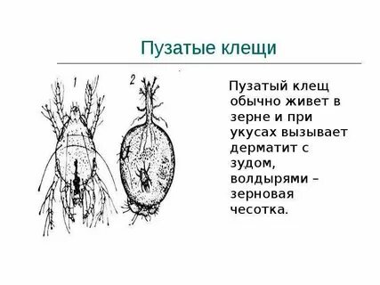 Систематика клещей