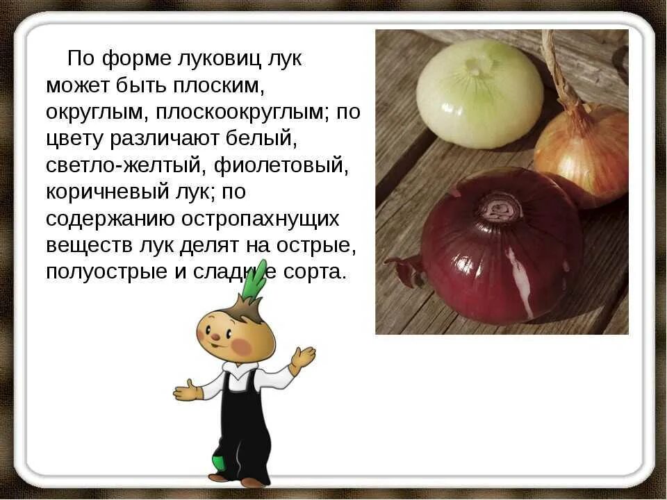 Рассказ о луке. Интересные сведения о луке для детей. Доклад о луке. Интересные факты о луке. Лук репчатый класс