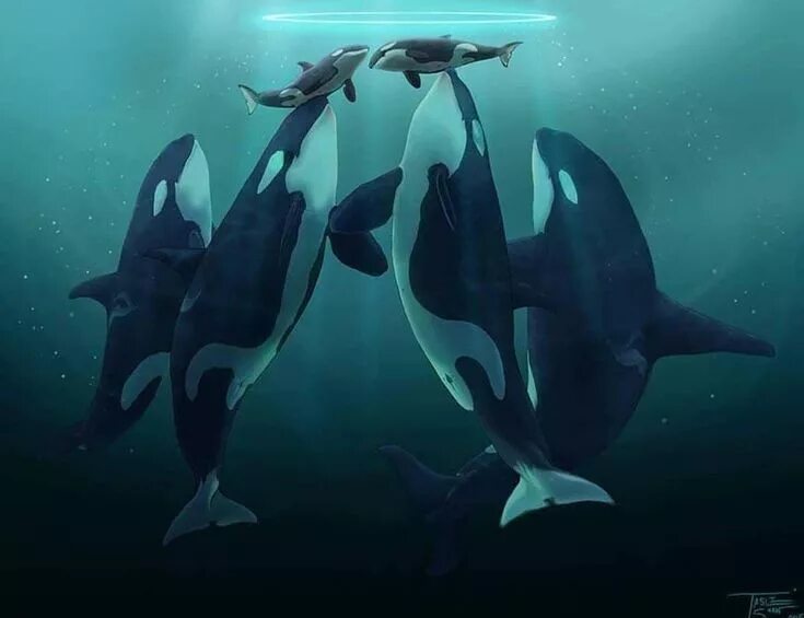 Orca 6