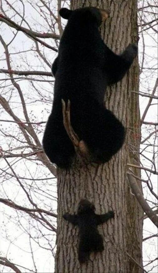 Медведь барибал умеет лазить по деревьям. Медведь лазает по деревьям. Медвежонок на дереве. Медведь залез на дерево. Медведь на дереве.