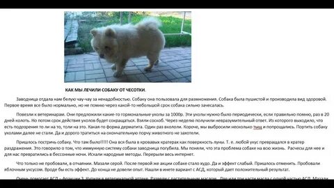 Народные средства лечения собаки