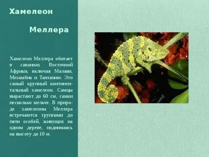 Журнал хамелеон