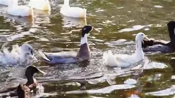 Мне нужно было попасть на утиное. Мне нужно было попасть на утиное. Птичка попала под машину. Мне нужно было попасть на утиное. Утки в полицейской машине.