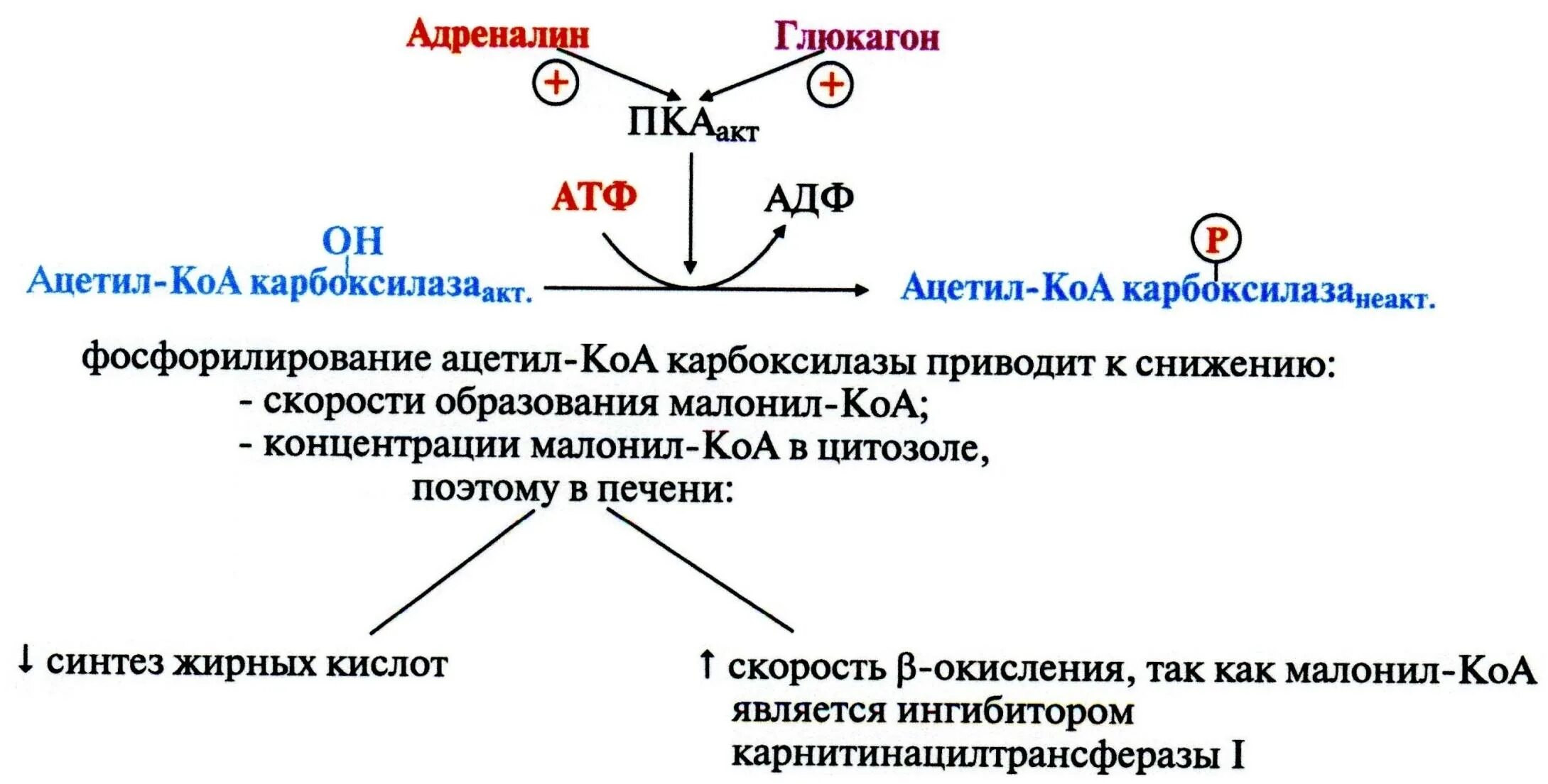 Активатор ацетил-КОА карбоксилазы. Ацил КОА И ацетил КОА. Малонил КОА. Образование малонил КОА.