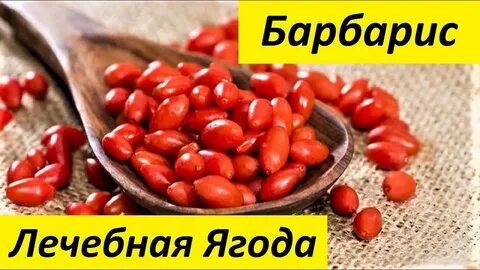 Барбарис обыкновенный полезные свойства ягод и применение