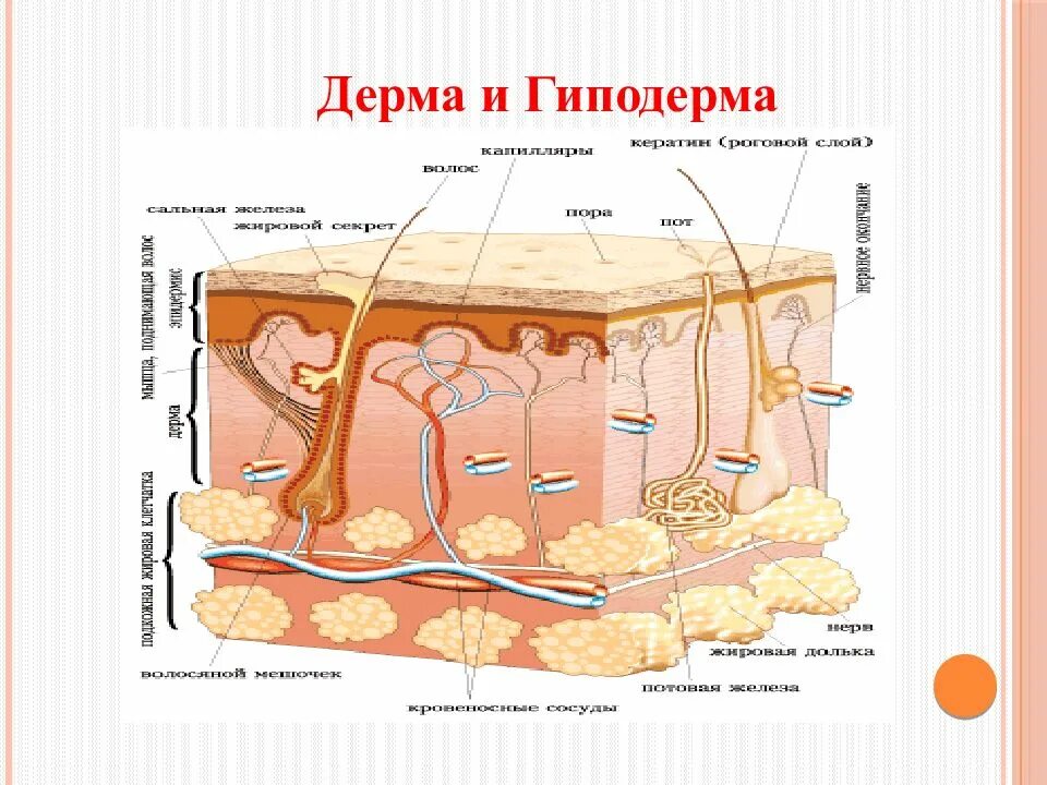 Гиподерма какой слой кожи. Дерма и гиподерма. строение кожи гиподерма. строение гиподермы человека.