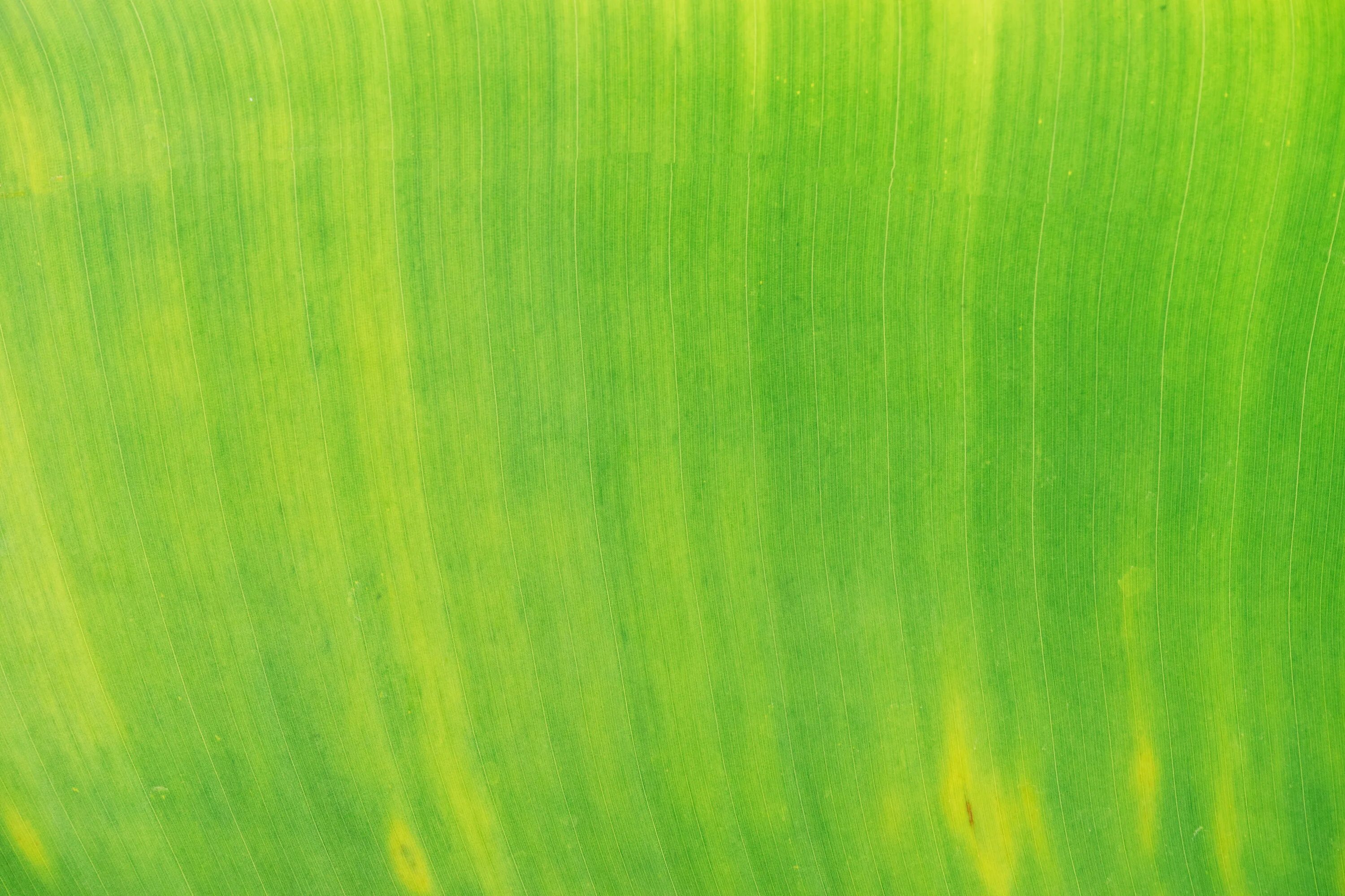 Цвет зеленый лист. Фактура зелени. Зеленый. Салатовая краска. Текстура растения.
