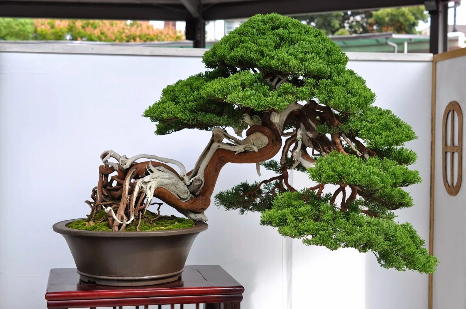 Банзай дерево. Бонсай суши. Бонсай гомель. Бундзинги бонсай. Бонсай дерево живое.