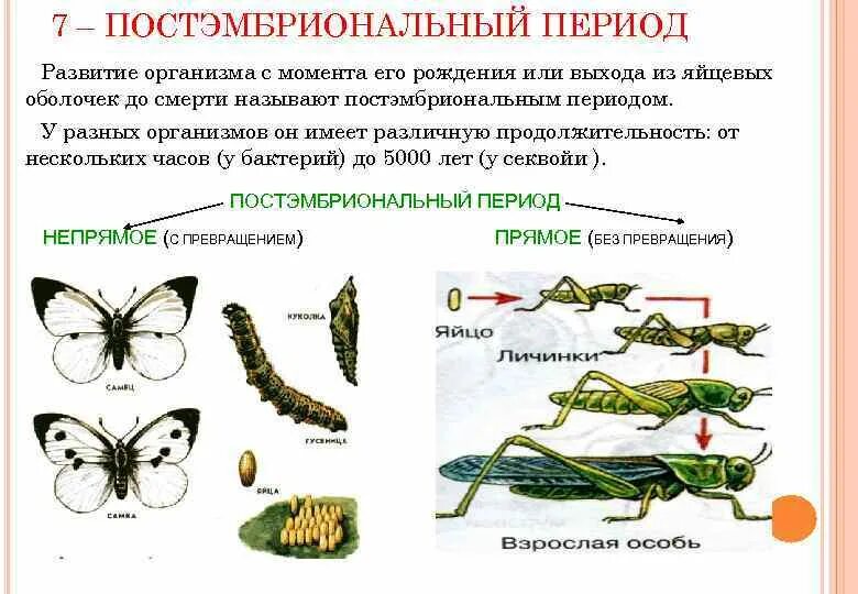 Постэмбриональное развитие организмов. Схема постэмбрионального развития. Периоды постэмбрионального развития. Постэмбриональное развитие насекомых.