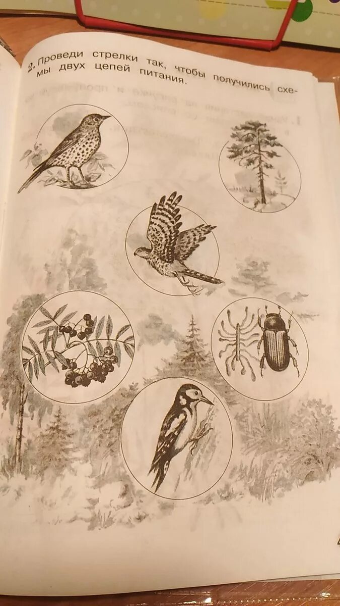 Цепь питания осина заяц волк. Цепь питания лесных обитателей. Схема цепи питания в лесу. Цепочка питания соболя. Цепочка питания болото.