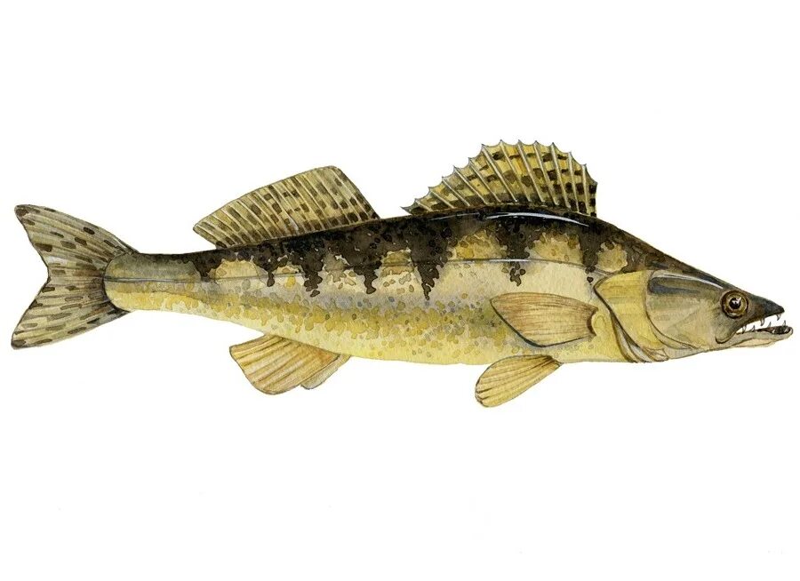 Судак речной. Судак относится. Обыкновенный судак. Судак относится. Судак относится.