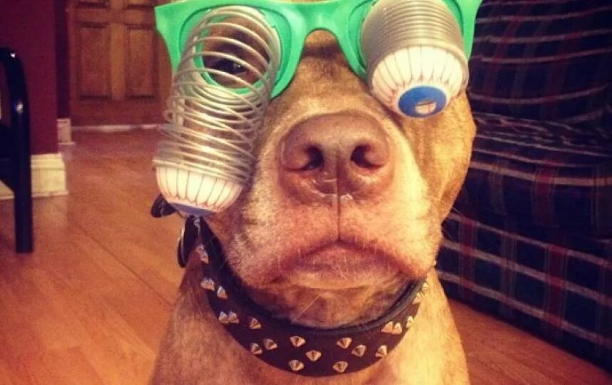 Собаки придурки. Собаки придурки. Собака идиот. Собака дебил. Мой хозяин идиот.