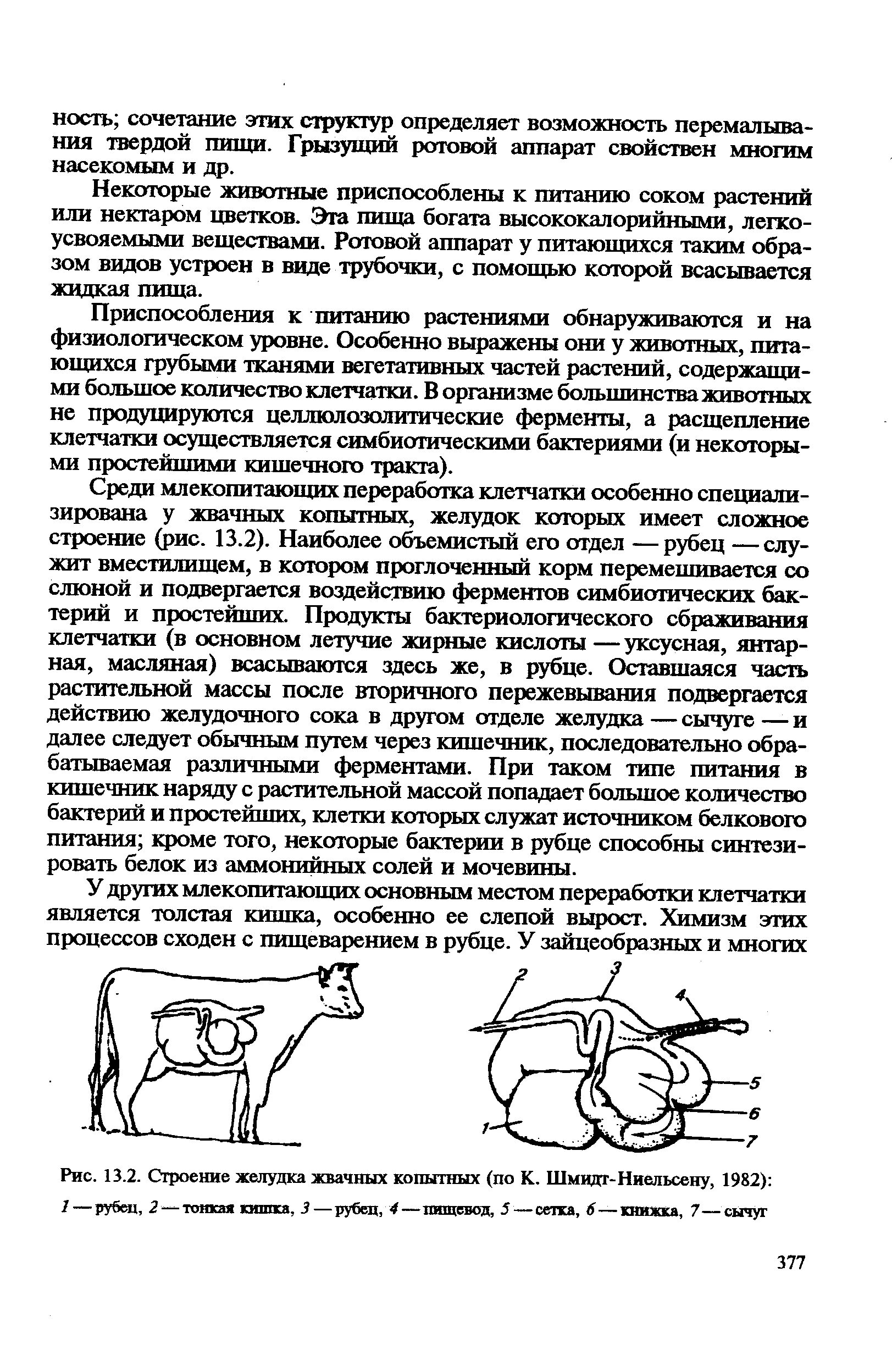 Какие функции выполняют микроорганизмы в рубце жвачных