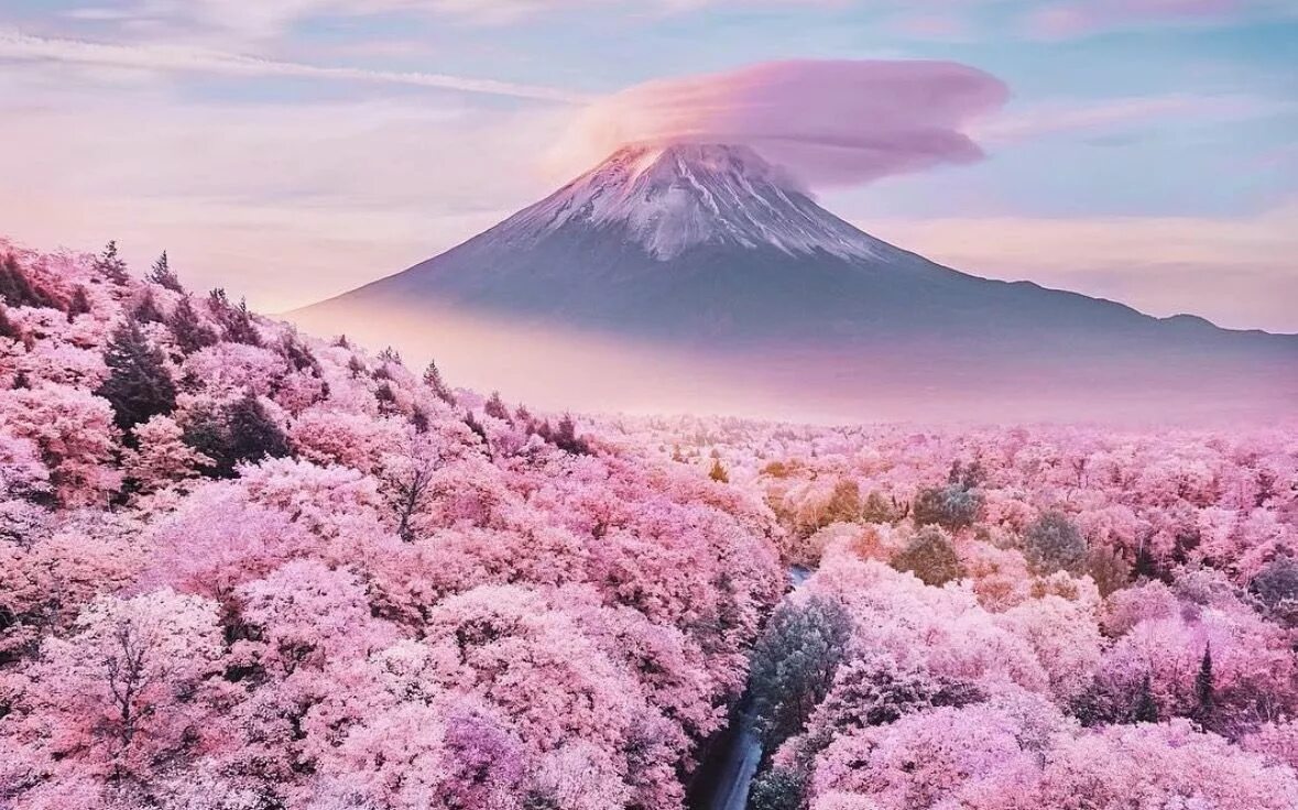 Сакура фудзияма. Япония Фудзияма Сакура храм. Гора Фудзияма и Сакура. Гора Фудзияма в Японии в цветение Сакуры. Гора Есино Япония сад Сакуры.