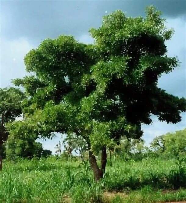 Масляное дерево 4 буквы. Manilkara bidentata. Масляное дерево butyrospermum parkii. Вителлария. Тунг молуккский.