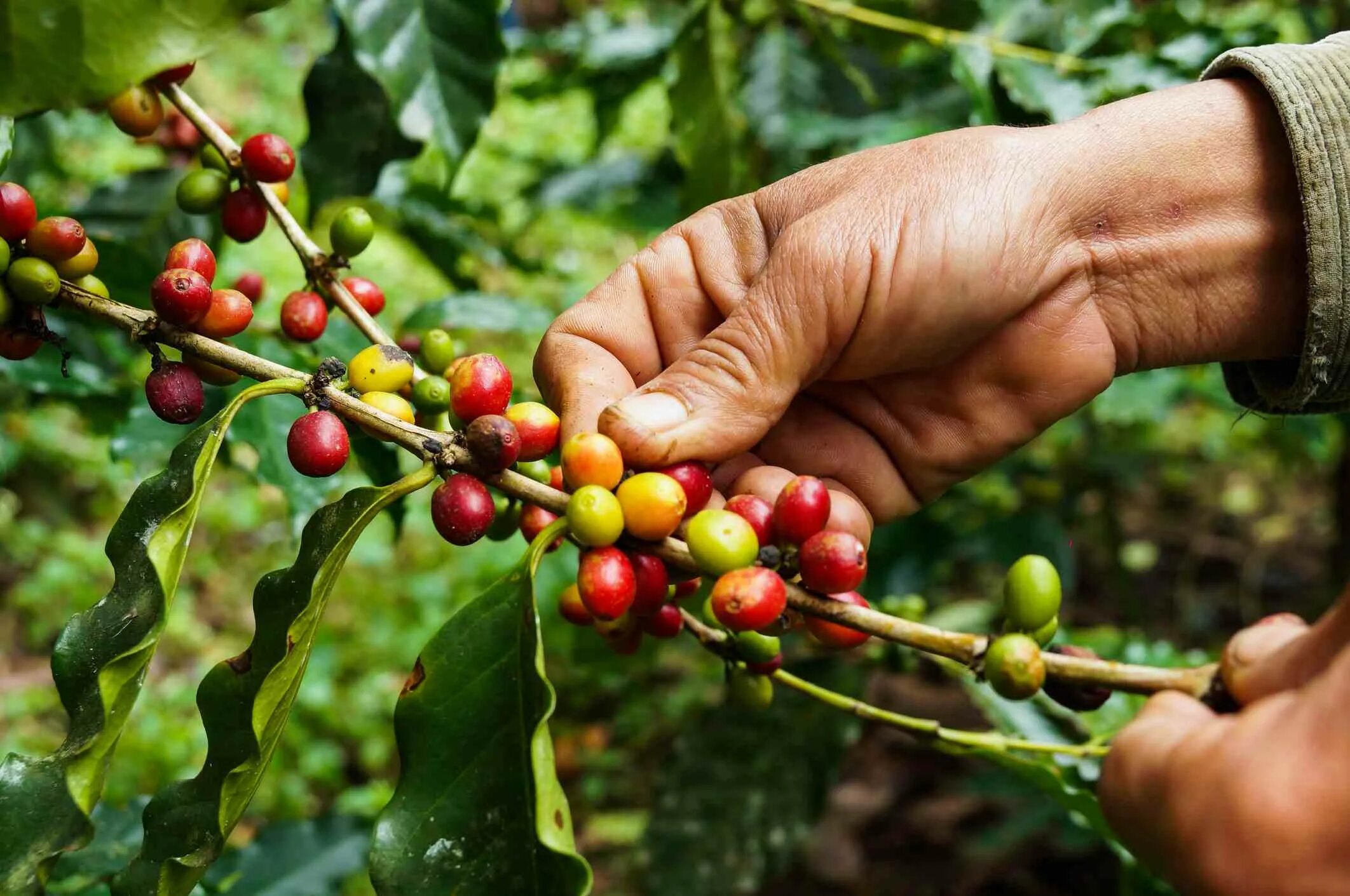 Сосед кофейного дерева. Кофейное дерево (Coffea). Кофейное дерево Арабика ягоды. Пикинг кофе. Кофе Арабика растение.