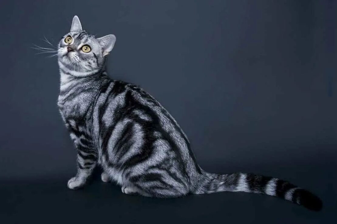 Как выглядят кошки породы. Американская короткошёрстная кошка. Американская короткошерстная табби. Американская короткошерстная кошка табби. Американская короткошерстная кошка черепаховая.