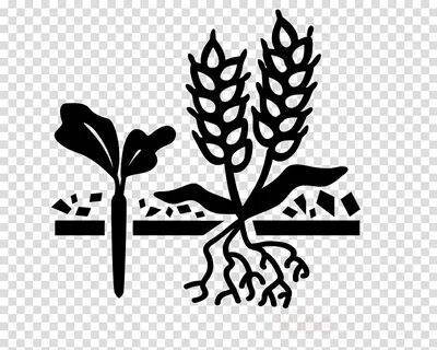 Cover crops