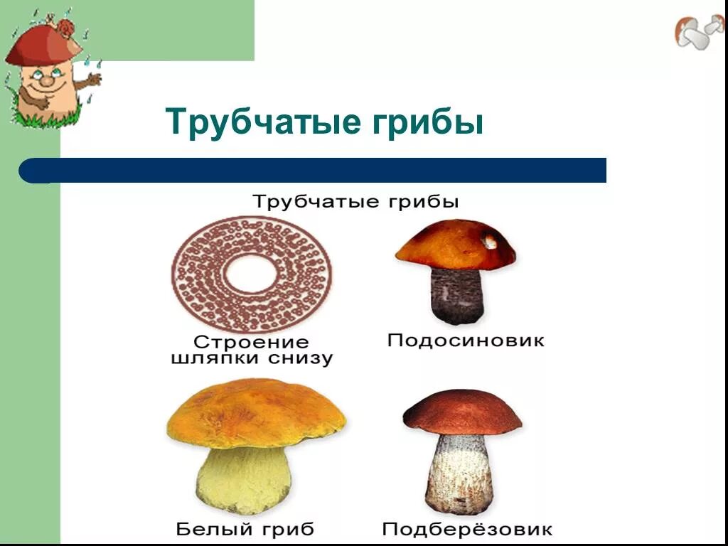 Имеют пластинчатые и трубчатые плодовые тела. Шляпочные грибы строение трубчатые. Шляпочные и трубчатые грибы таблица. Строение трубчатого гриба. Трубчатые и пластинчатые грибы.