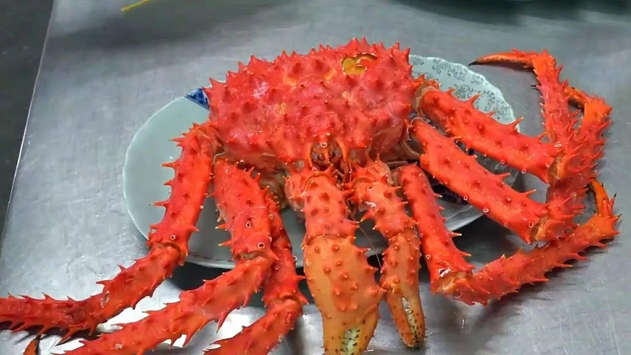 рыбный рынок в южно-сахалинске. камчатский краб живой. камчатский краб живой. южно сахалинск крабовое мясо. аляскинский королевский краб.