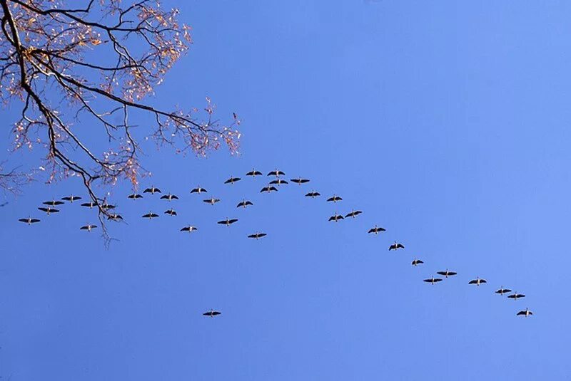 Когда прилетают журавли весной. Птицы прилетают с Юга. Стая птиц. Птицы улетают. Весеннее небо с птицами.