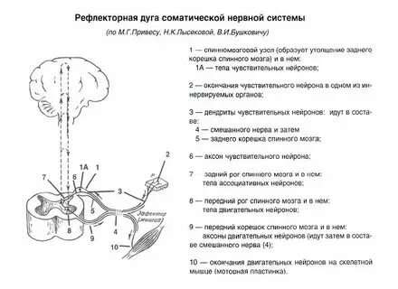 Правильная последовательность прохождения порции кислорода