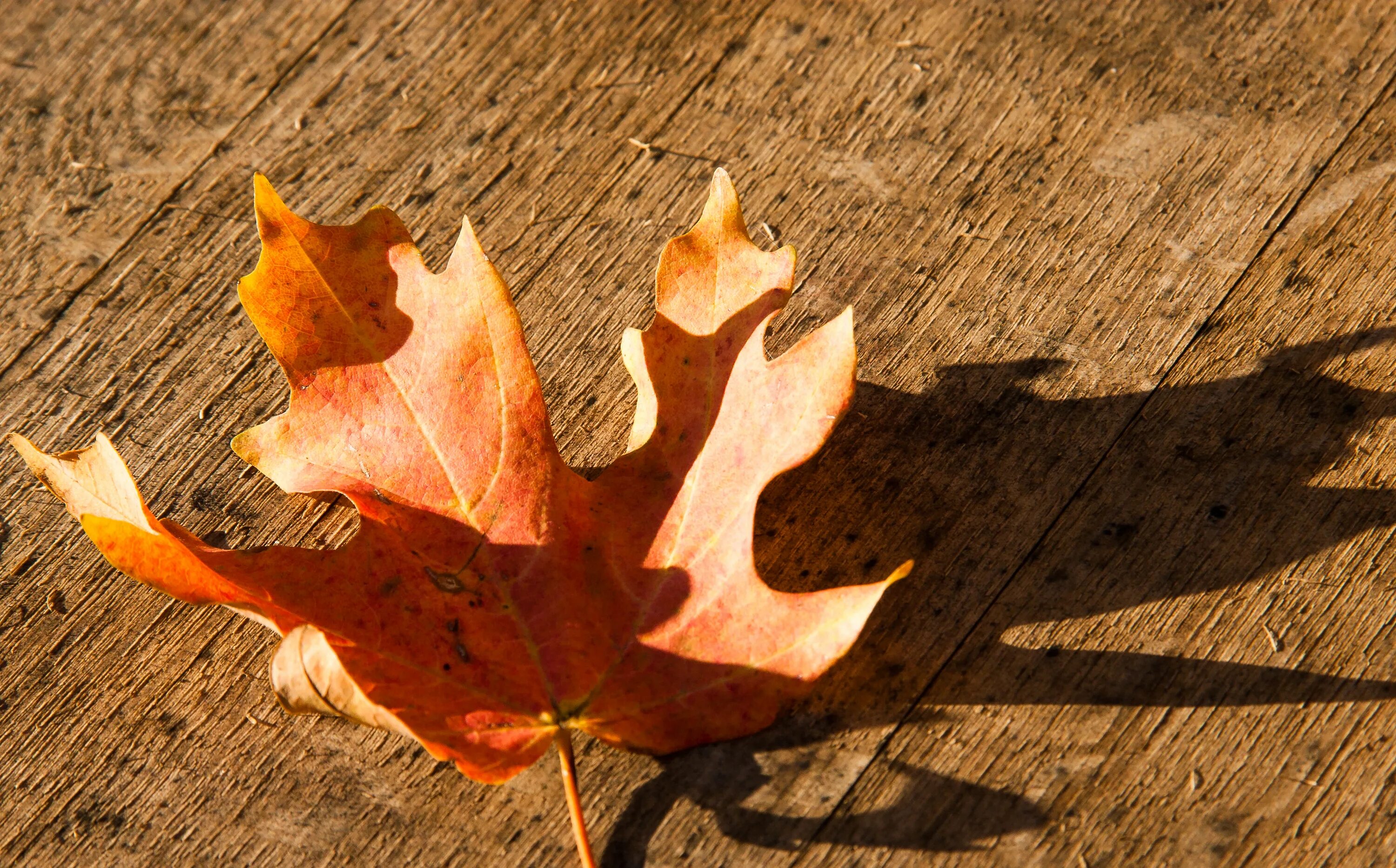 На солнце сох лист. Сухие осенние листья. Засохший кленовый лист. Тень листа клена. Кленовый увядший лист.