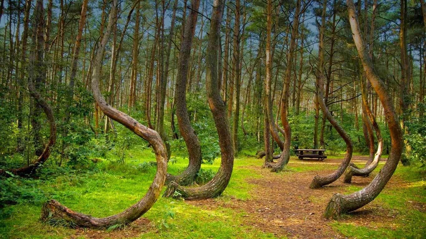Красивый лес. Кривой лес в польше. Лес редкие виды. Лес редкие виды. Лес редкие виды.