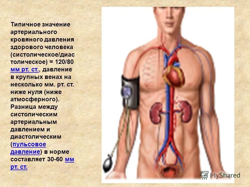 Давление 155 у мужчины. Давление человека. Артериальное давление человека. Давление здорового человека. Давление человека норма.