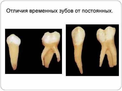 Чем отличаются зубы